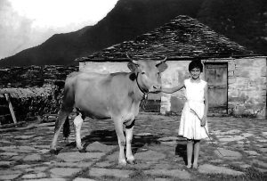 1962 - Graziella con mucca