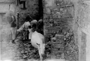 1962 - mucche